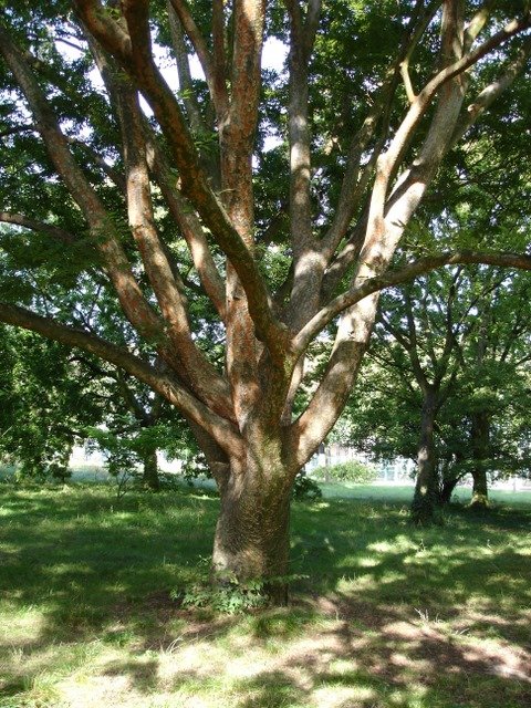 Zelkova capinifolia tronc